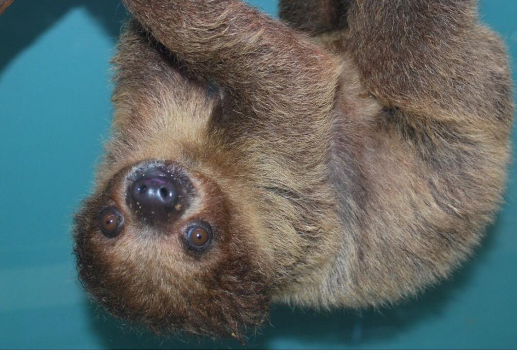 Slothlink | Facebook