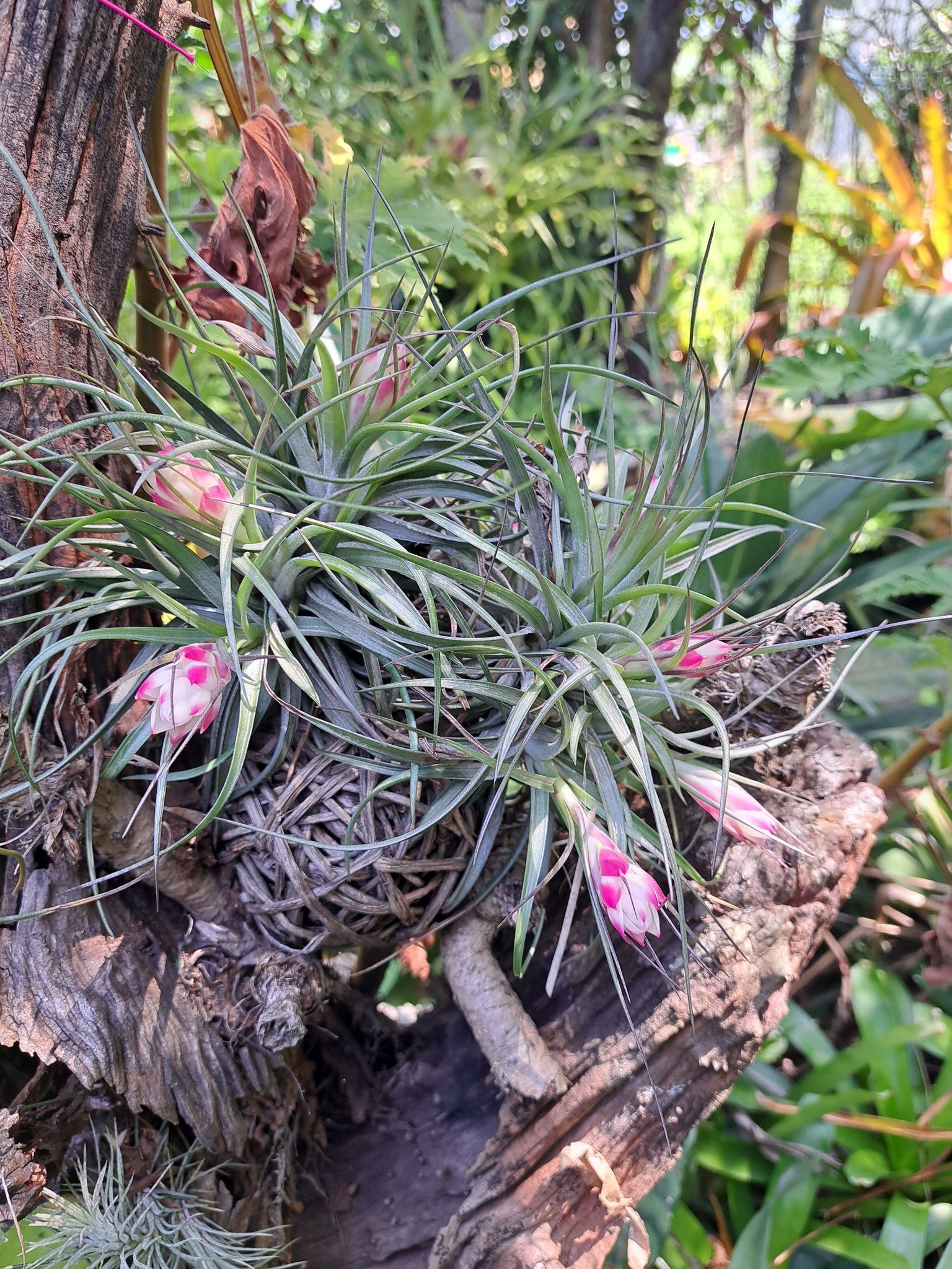 Just some of.my.Air plants and bromilia in flower .