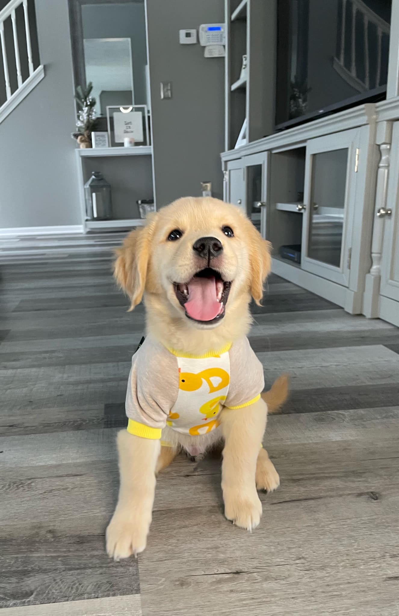 golden retriever puppy dress Free clothes for retrievers in Brunswick Christmas Costumes