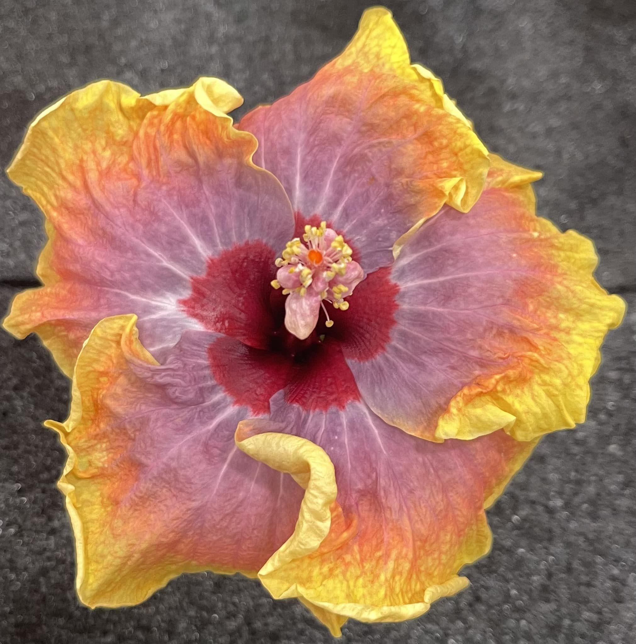 One of my seedlings called Tracey's Faith. It is a tropical hibiscus.