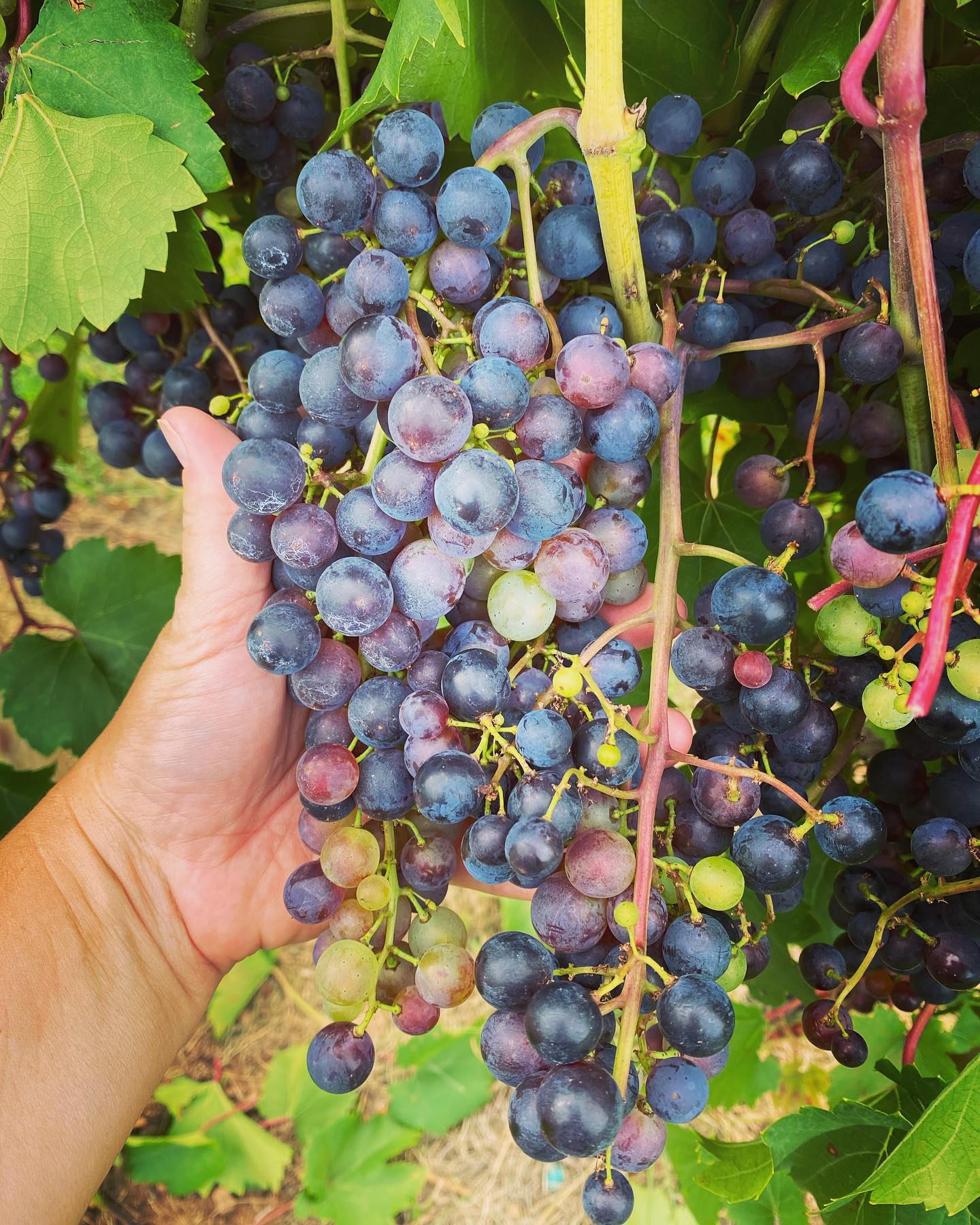 Vineyard Mama - Look at these beauties 🍇 our #landotnoir... | Facebook