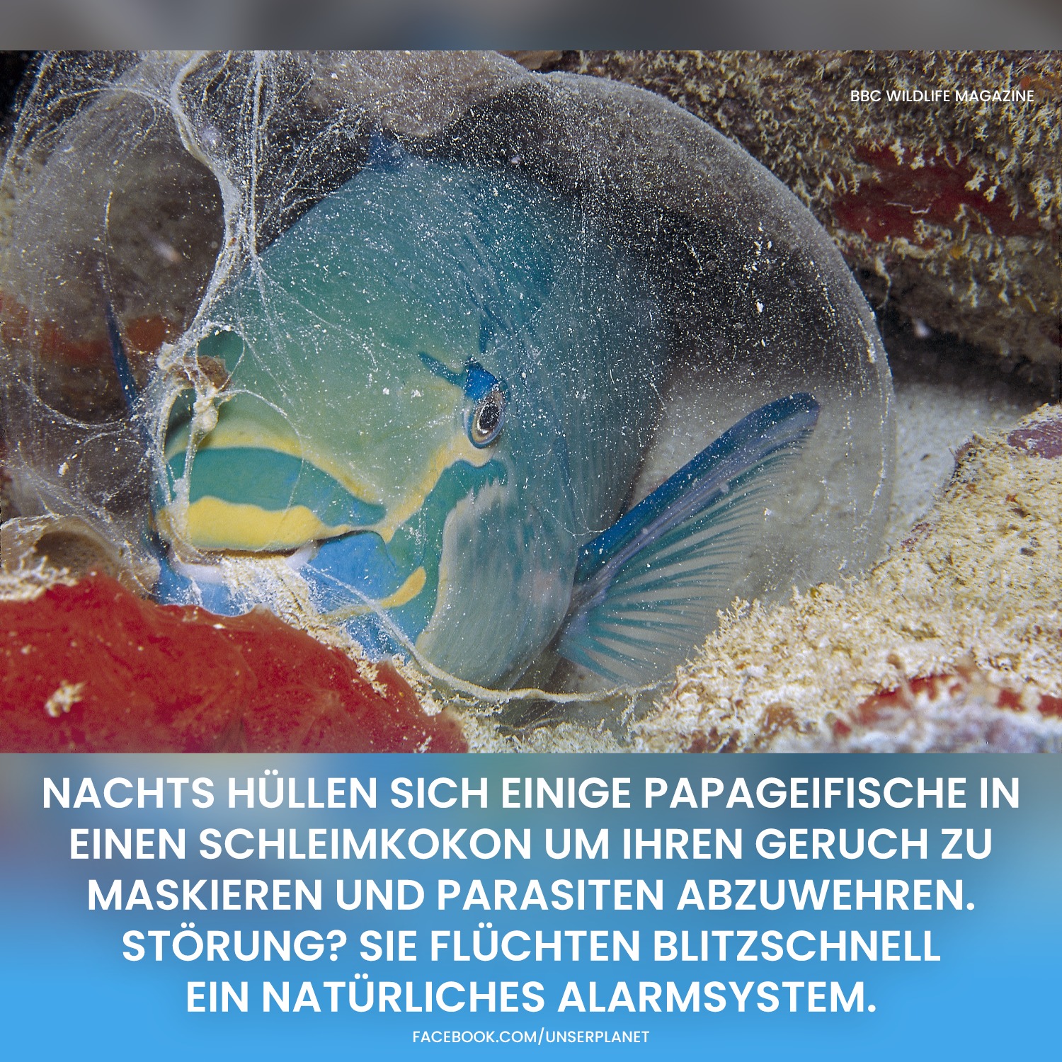 sonnensegel whirlpool 6 x 10 m Wasserdurchlässig Sonnenschutz Sonnenschutz Balkon Schutz mit Ösen und Kordel für Balkon Garten Terrasse, Blau print:Schafe Farbe:Schwarz/Grau Ultraleichter tragbarer Schlafsack für