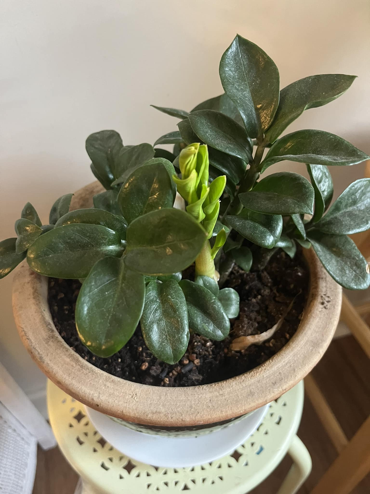 Are these weeds or new growth on my ZZ plant?