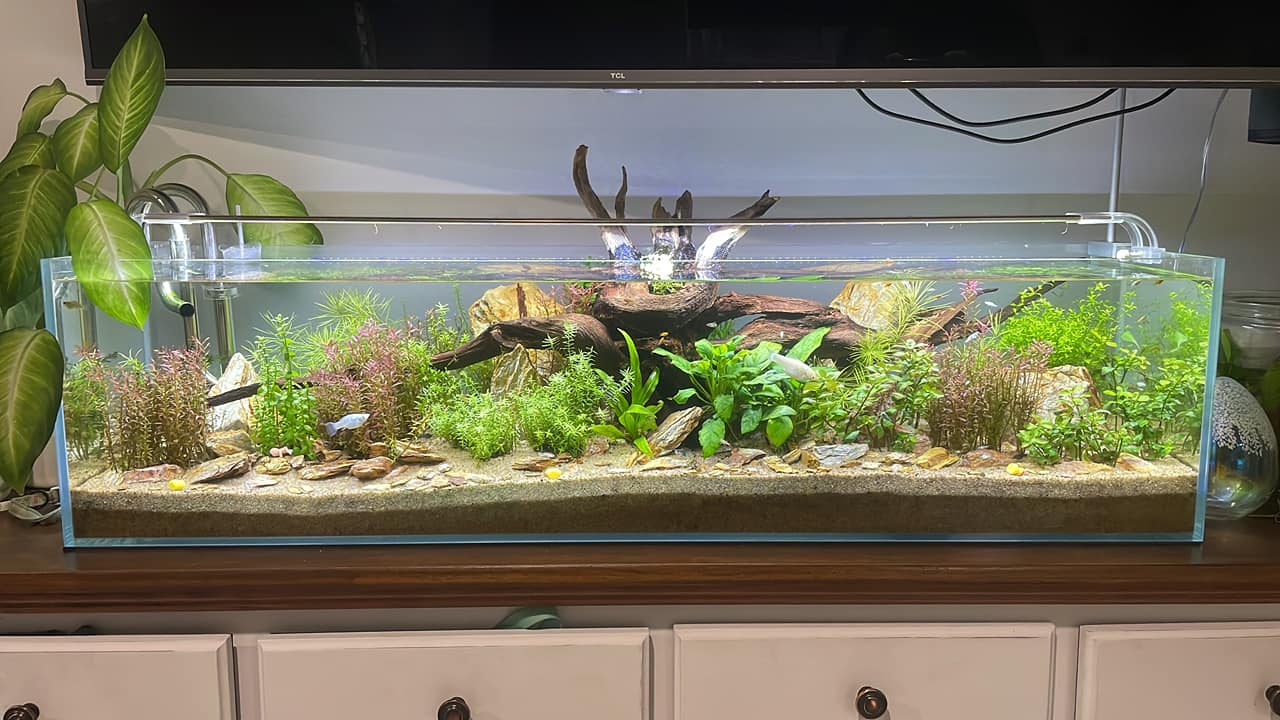 Are 2 90cm Chihiros wrgb II slim lights sufficient for a 6x2x2 