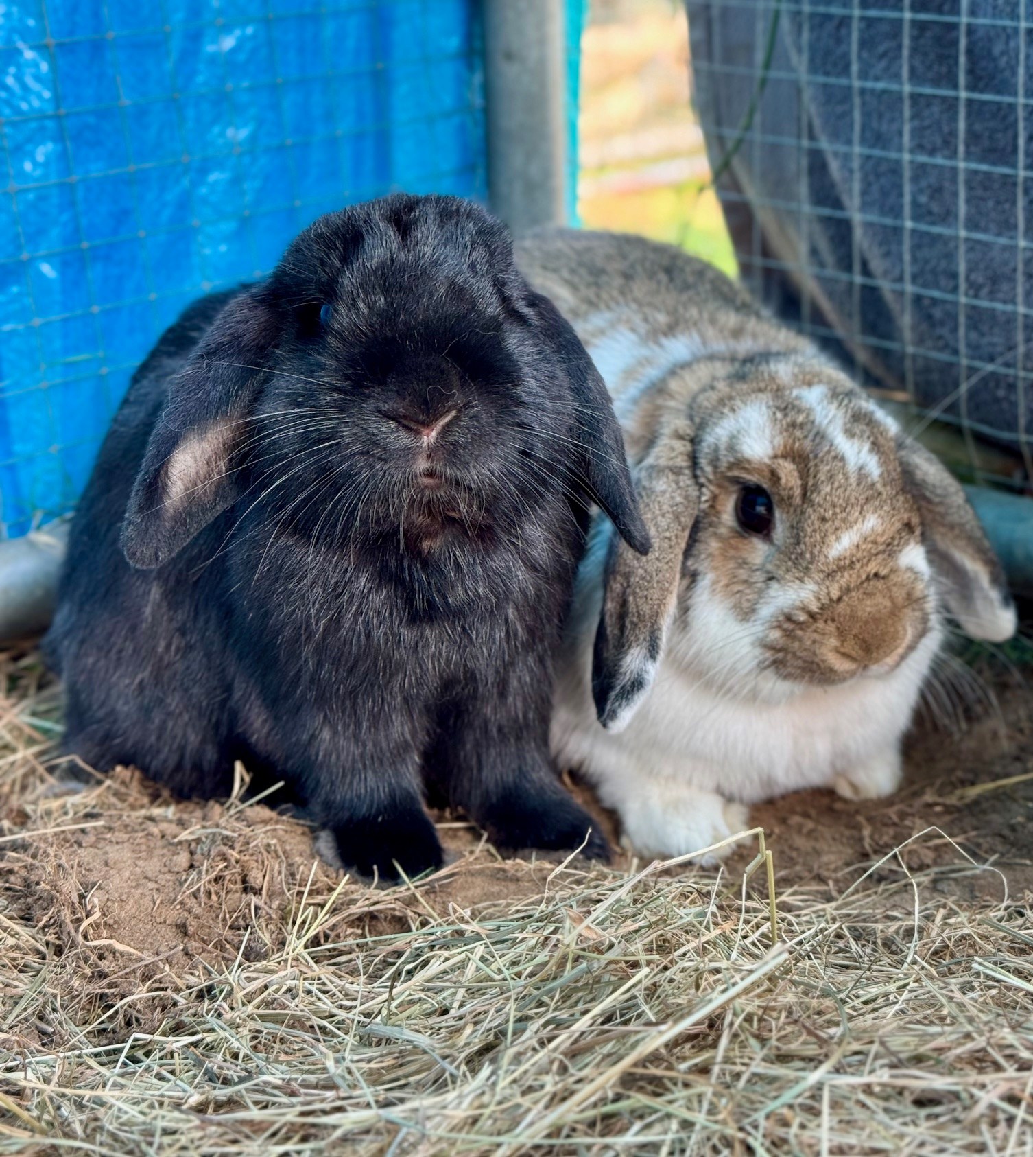 RSPCA - 💙 Behind the Scenes 💙 The long love story of David and Camille ...