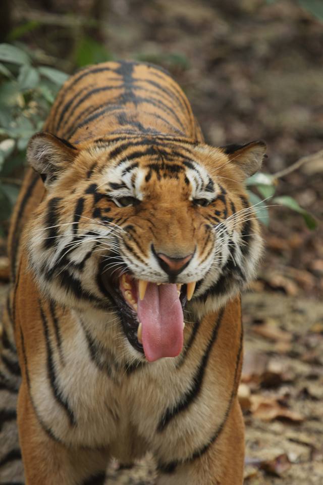 Tiger's flehmen response reveals gender and reproductive status