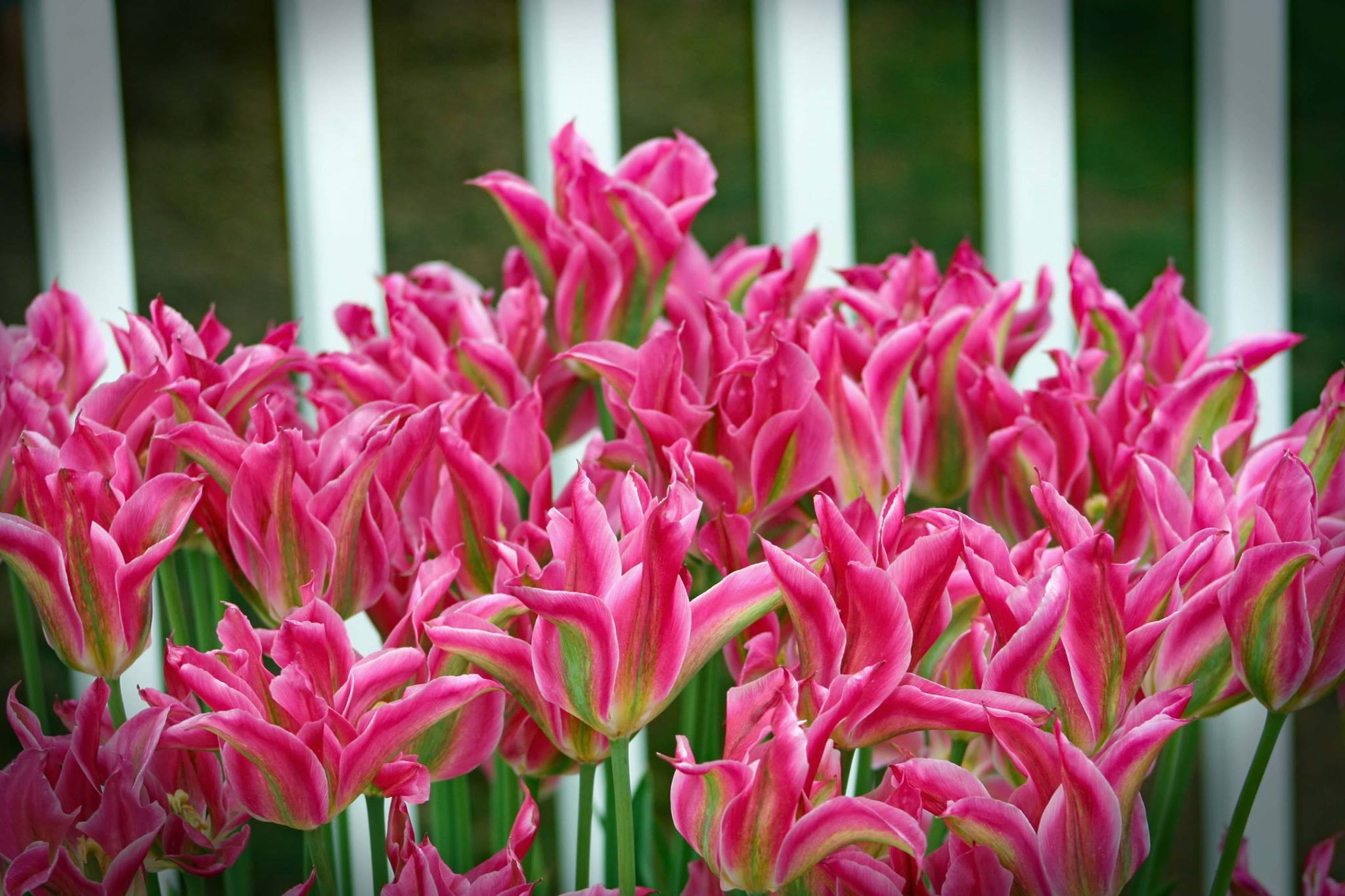 It was a gorgeous day at The Wooden Shoe Tulip 🌷 Farm 💕🌷💕