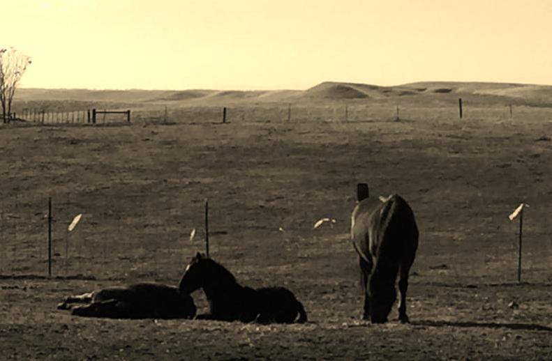 Flag Ranch: Home of The Flag Foundation for Horse/Human Partnership ...