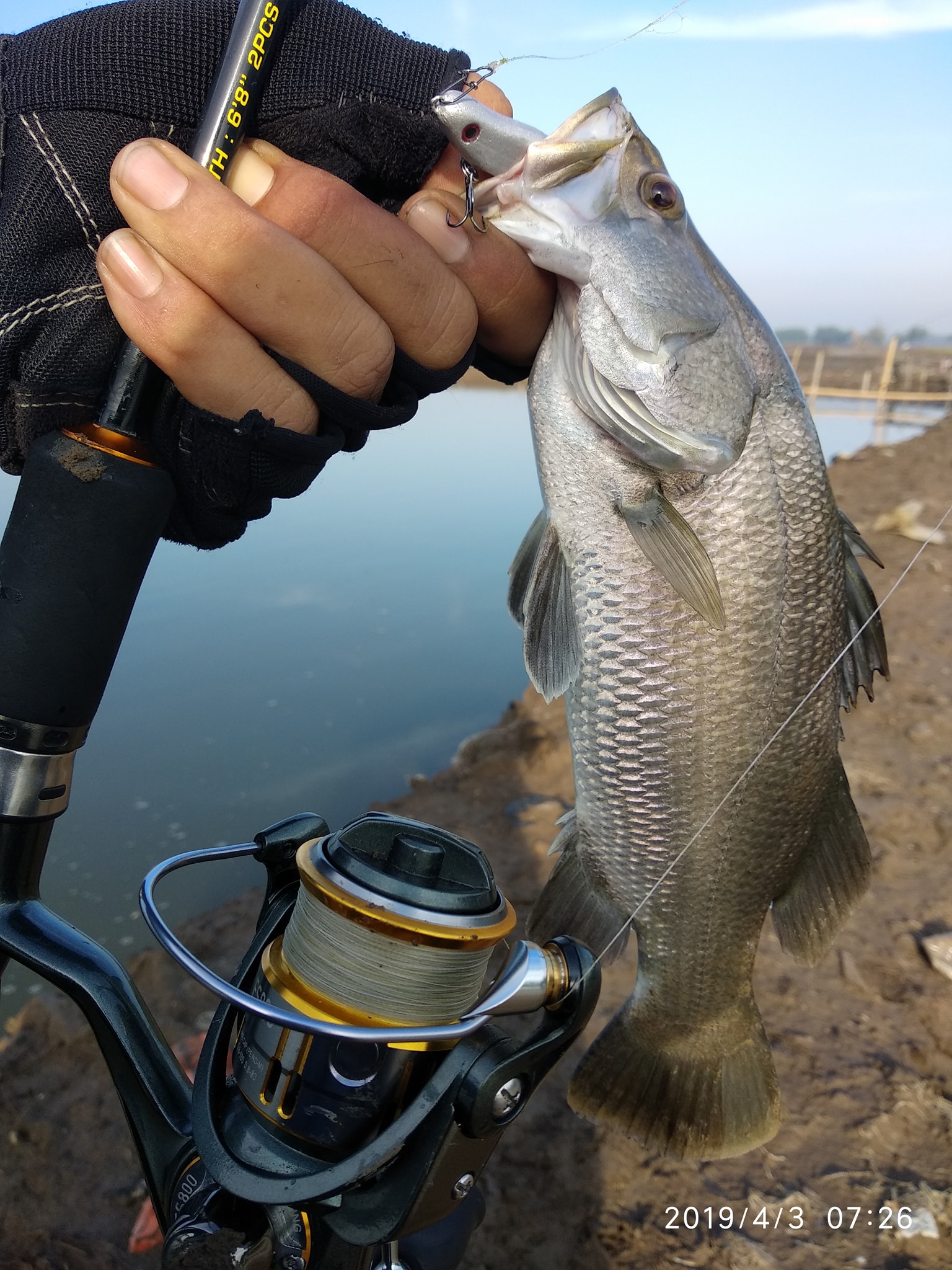 barramundi fishing reels Ajiking S  Tce Tackles A Beginners Guide to Barra