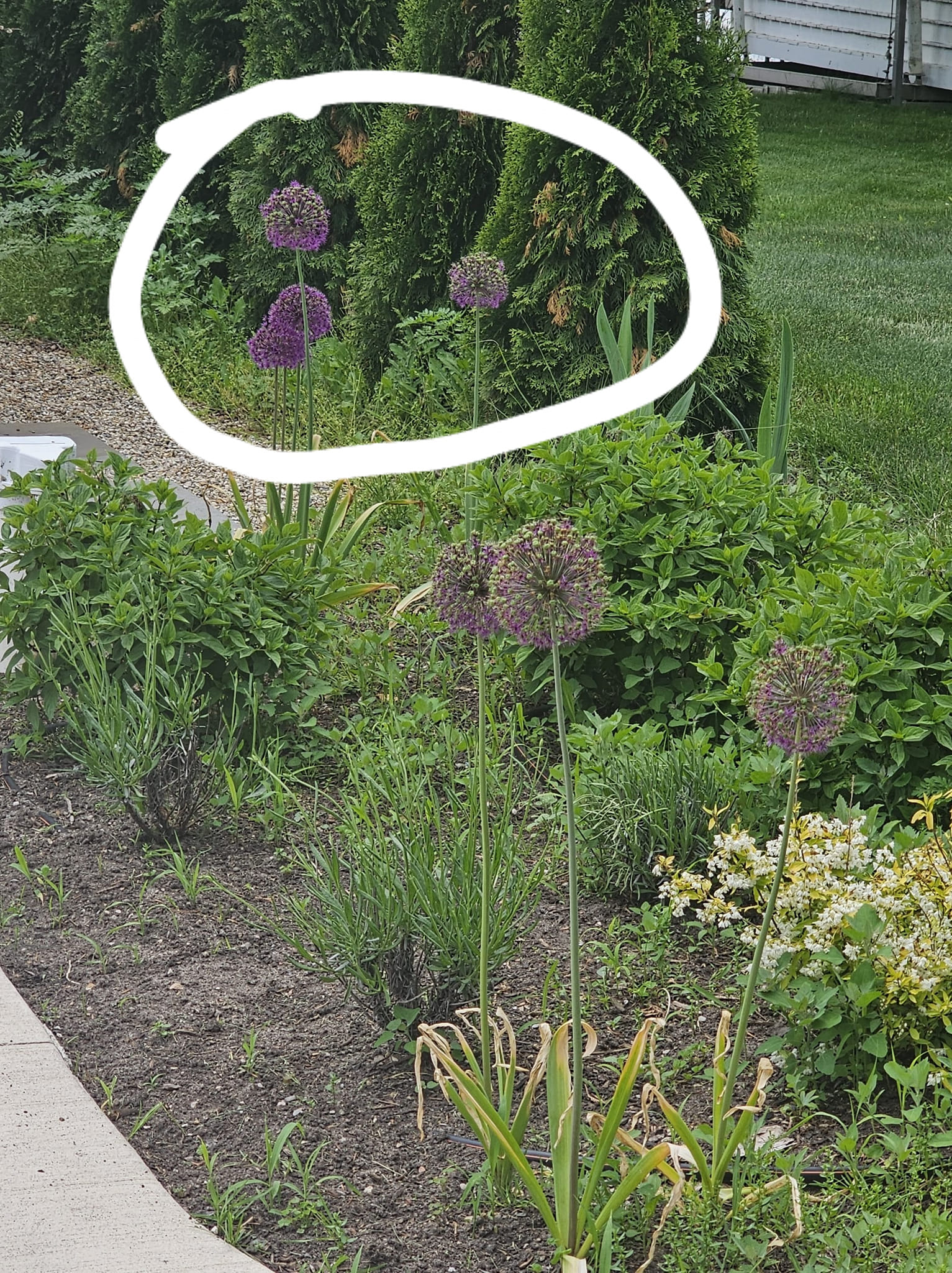 Do you recognize these flowers? Here's a hint: they start with the