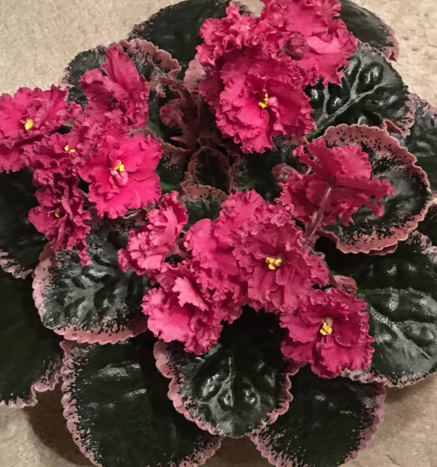 スカ　Roy And Paulette / 両A面 / レゲエ Sunday's violet of the week is Ness' Orange Pekoe, grown by