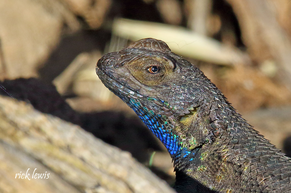 San - Western fence lizards, or “blue bellies” as they’re commonly ...