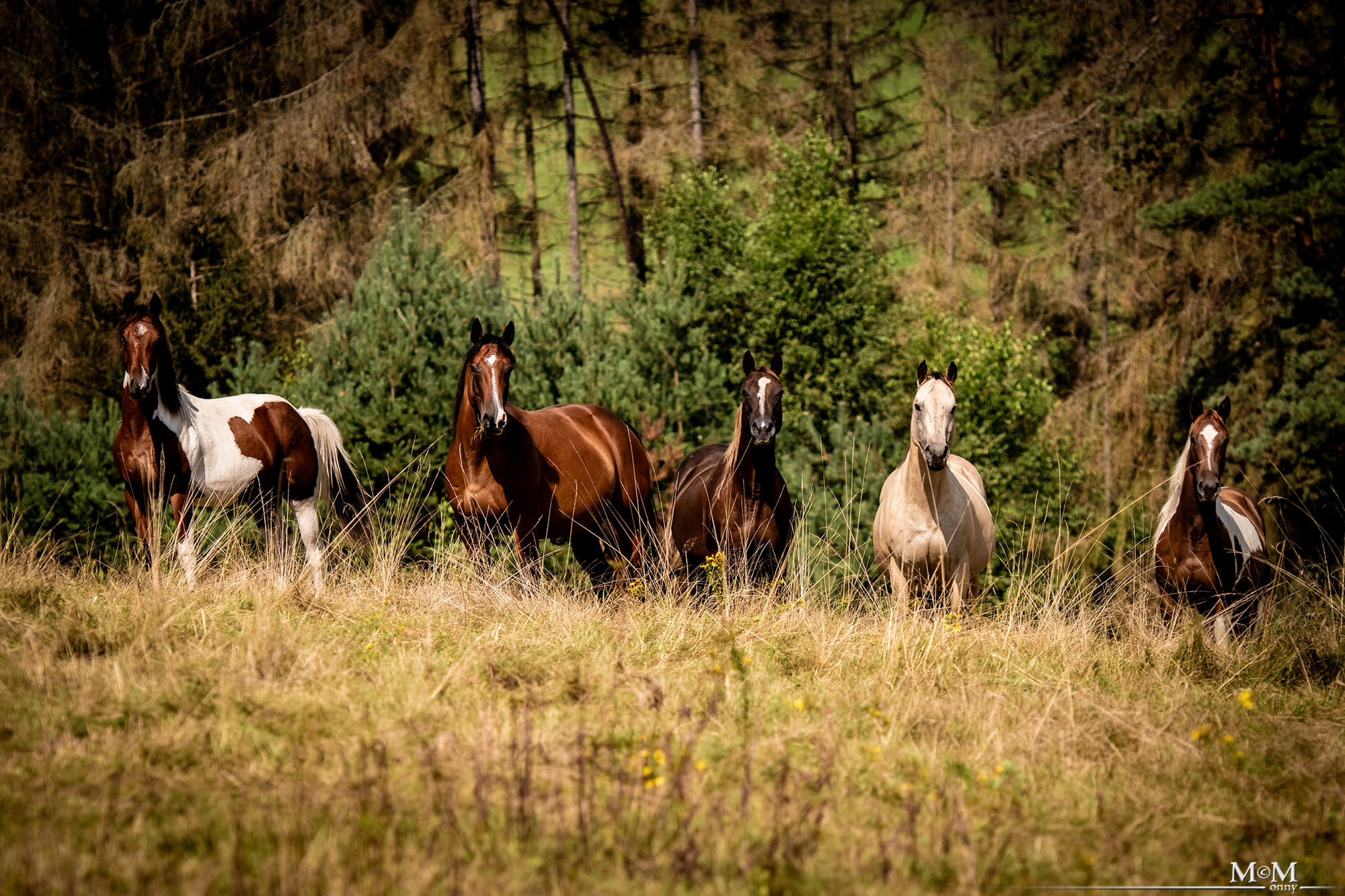 Cooper Ranch - Westernreiten nach Cowboyart bei Nordhausen added a new ...