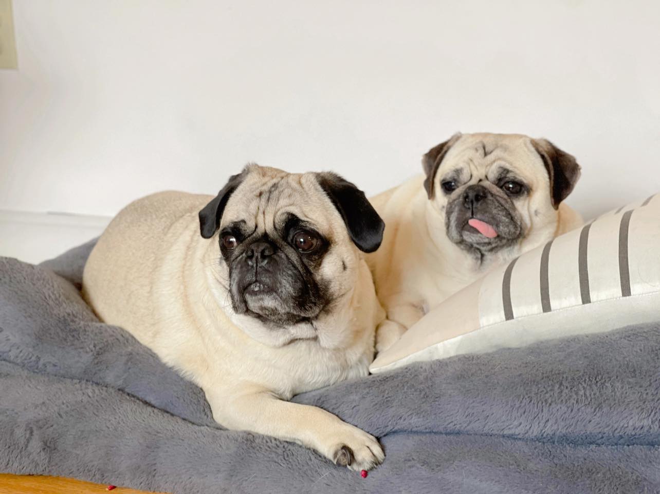 What pug shampoo or spray is recommended to eliminate pug smell?