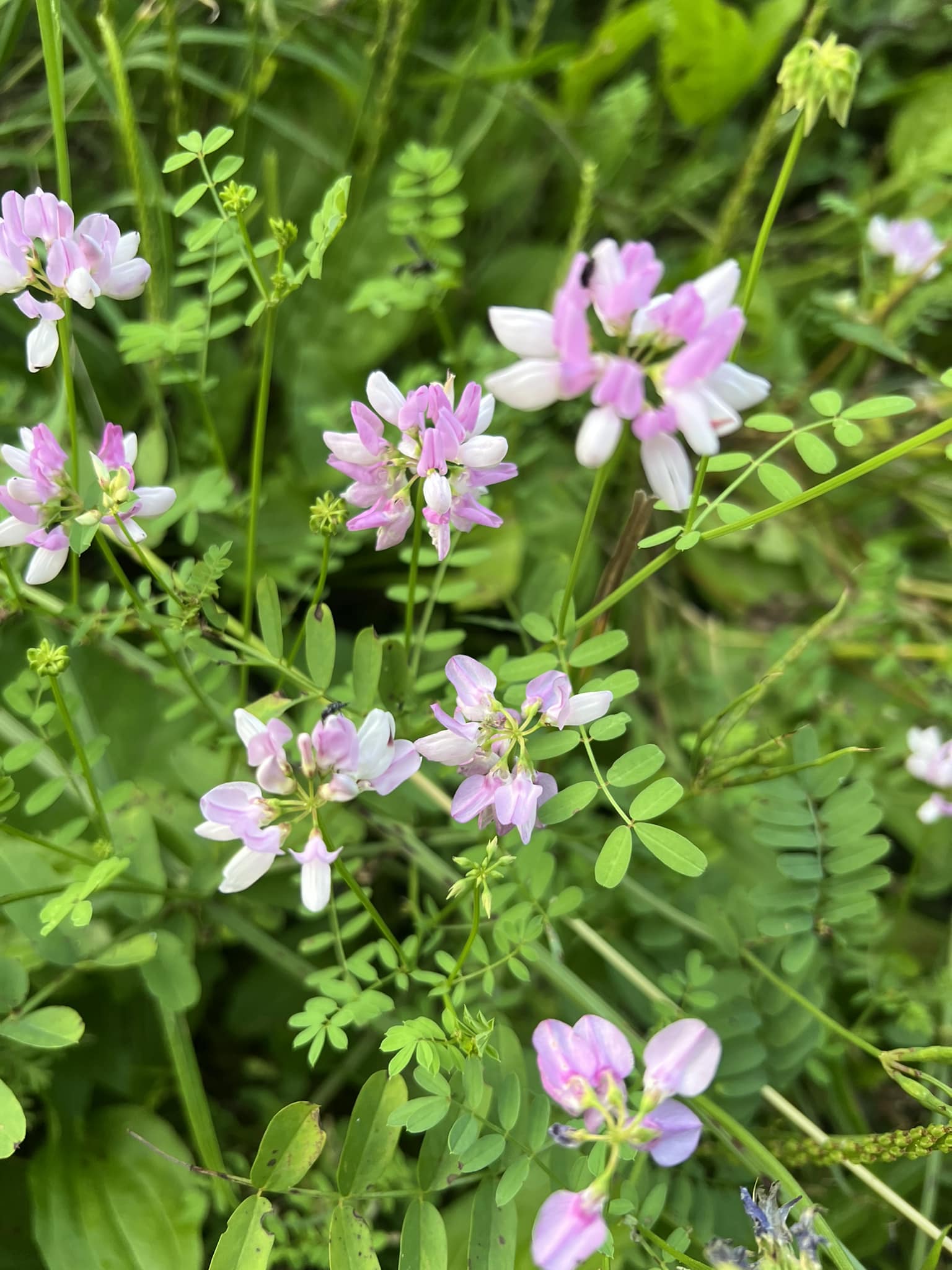 Drought Tolerant Crown Vetch Seeds For Erosion Control or Ground