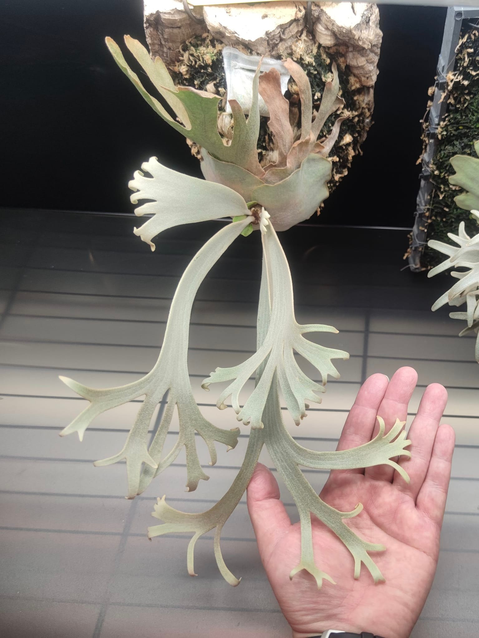 P. Little finger (Bifurcatum japanese hybrid x Willinckii