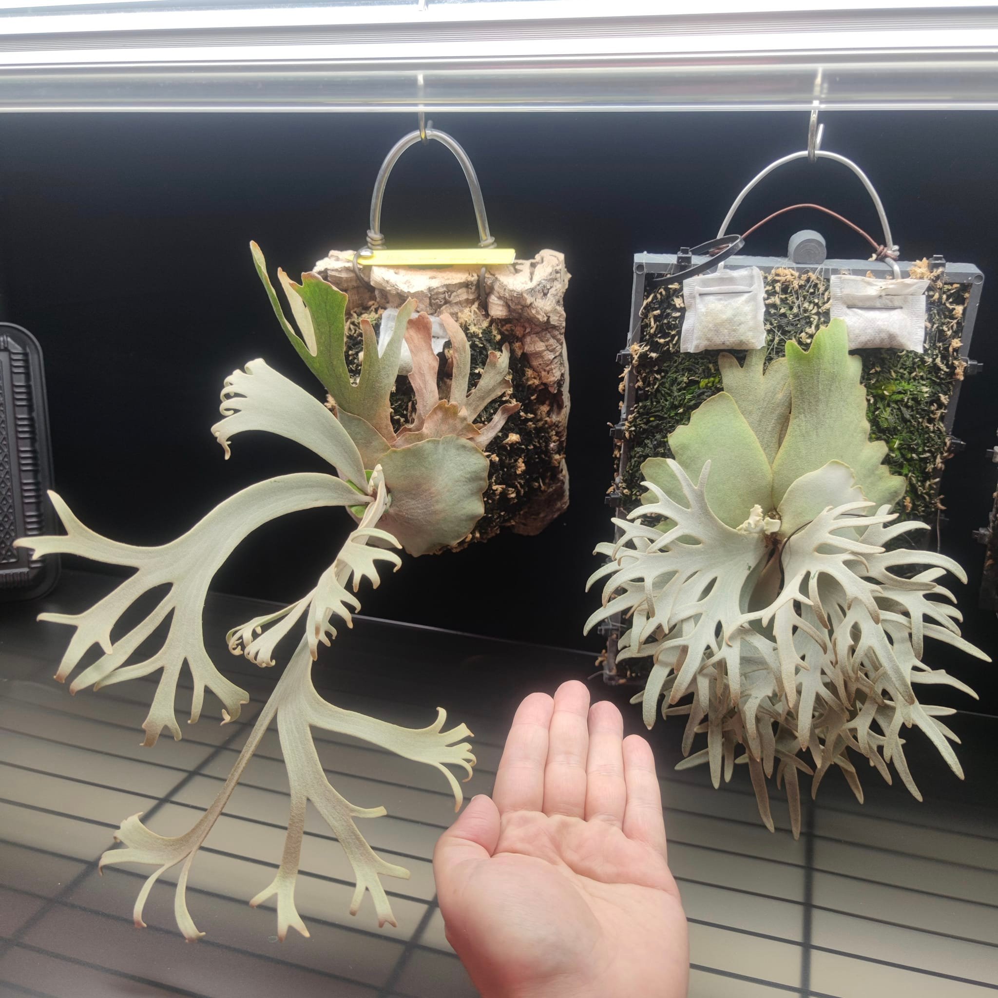 P. willinckii 