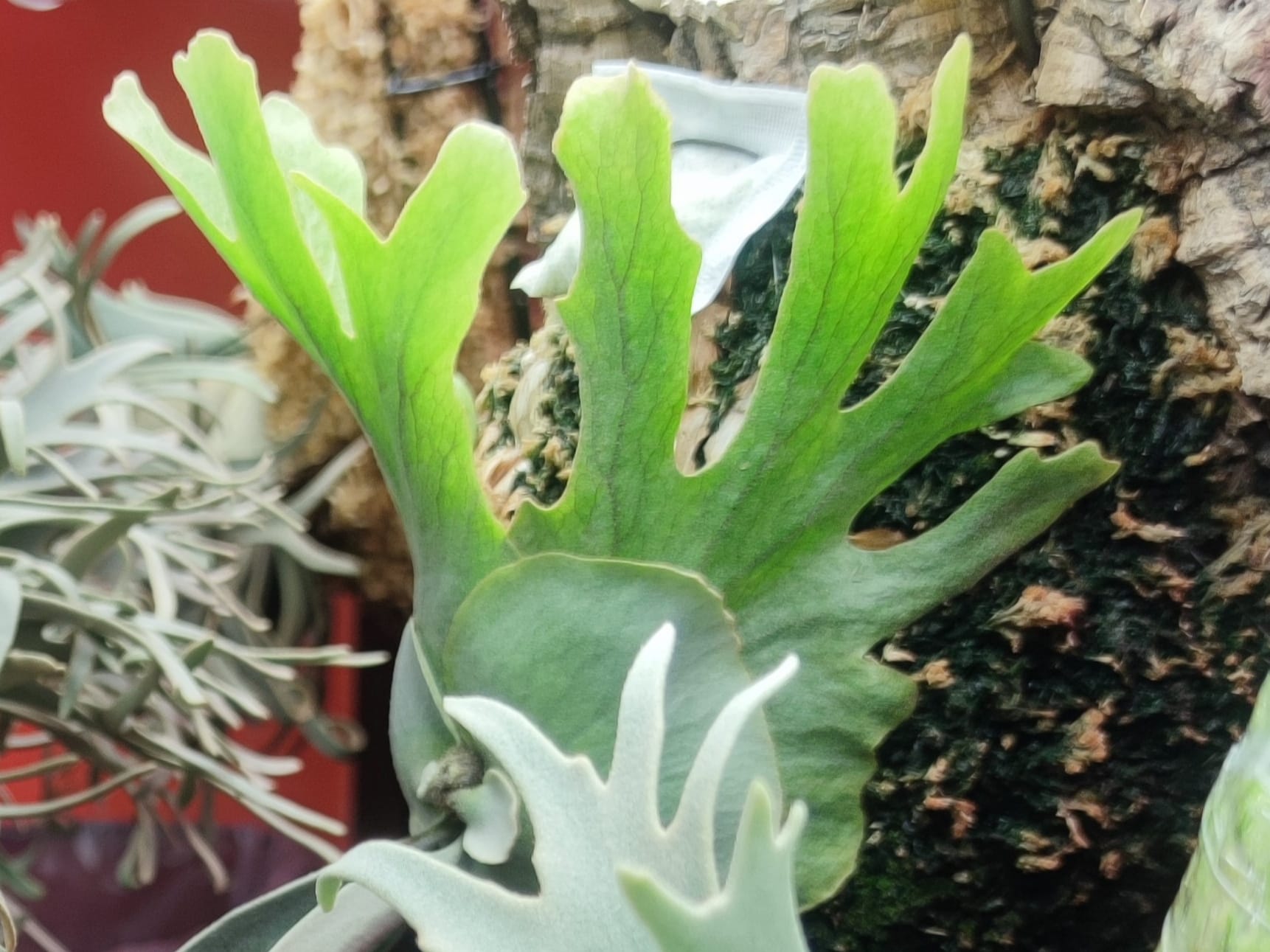 P. Little finger (Bifurcatum japanese hybrid x Willinckii