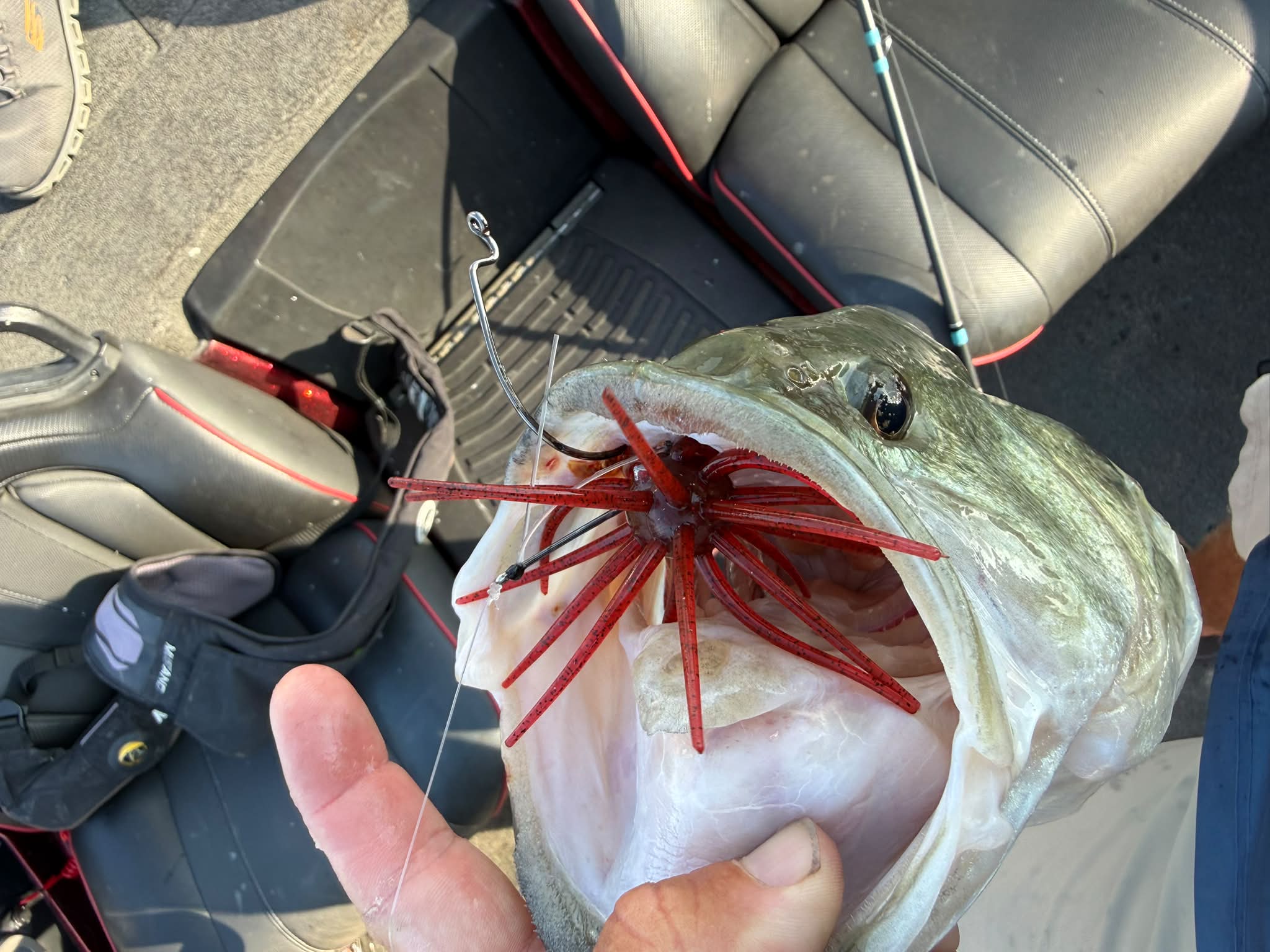 fish missing lures at night Robotic Fishing Lure Keeping bait alive overnight? (details