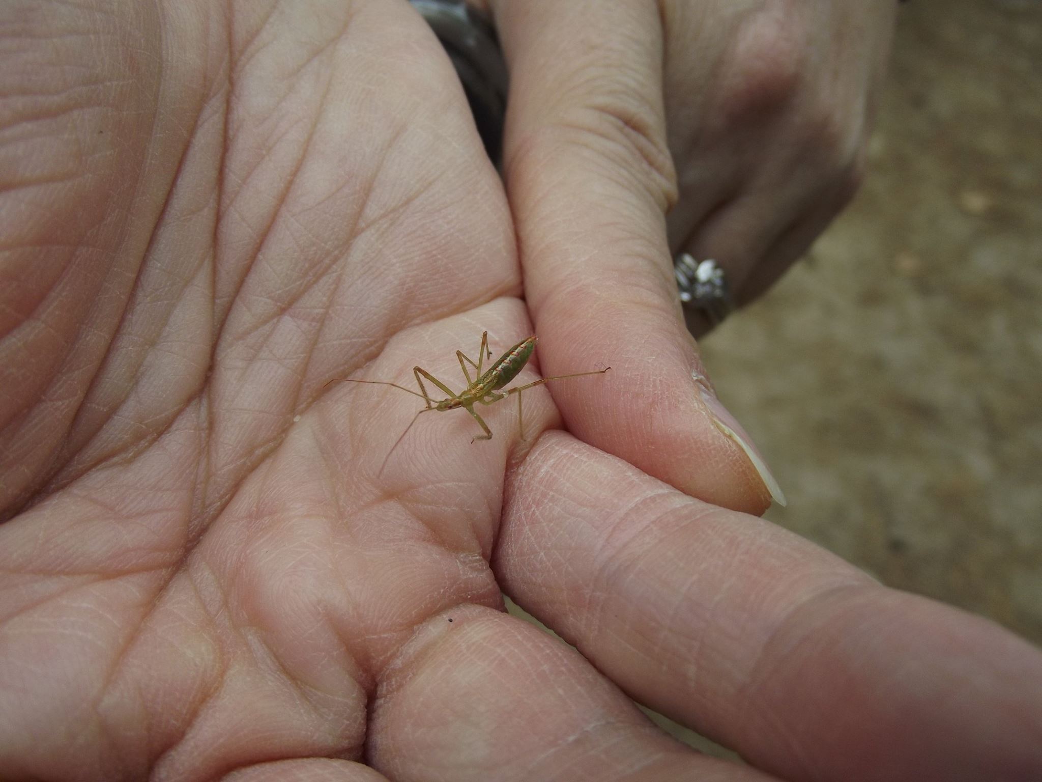 Eastham Massachusetts, United States. Pale Green Assassin Bug