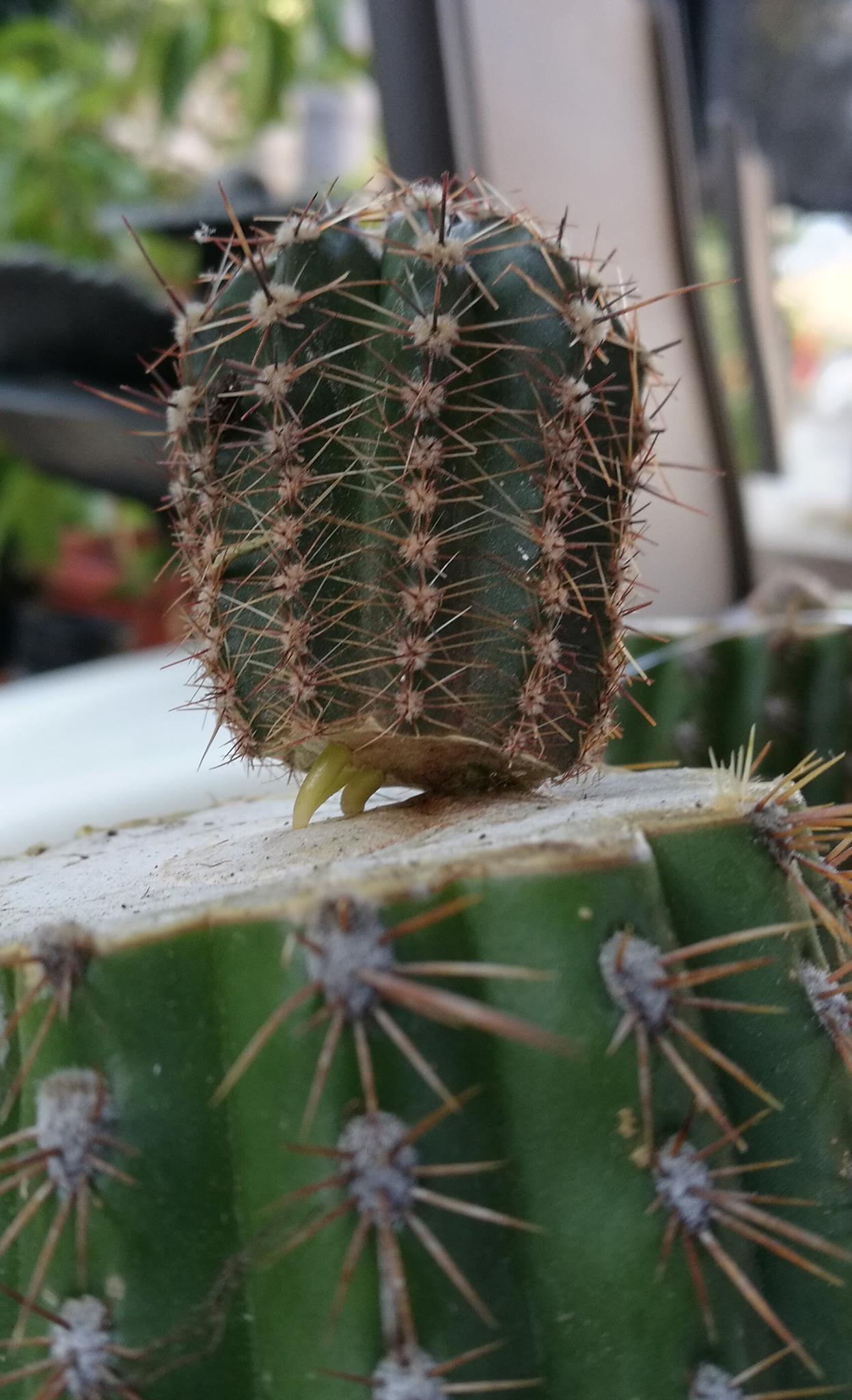 Myrtillocactus schenckii is a non-threatened species from Mexican