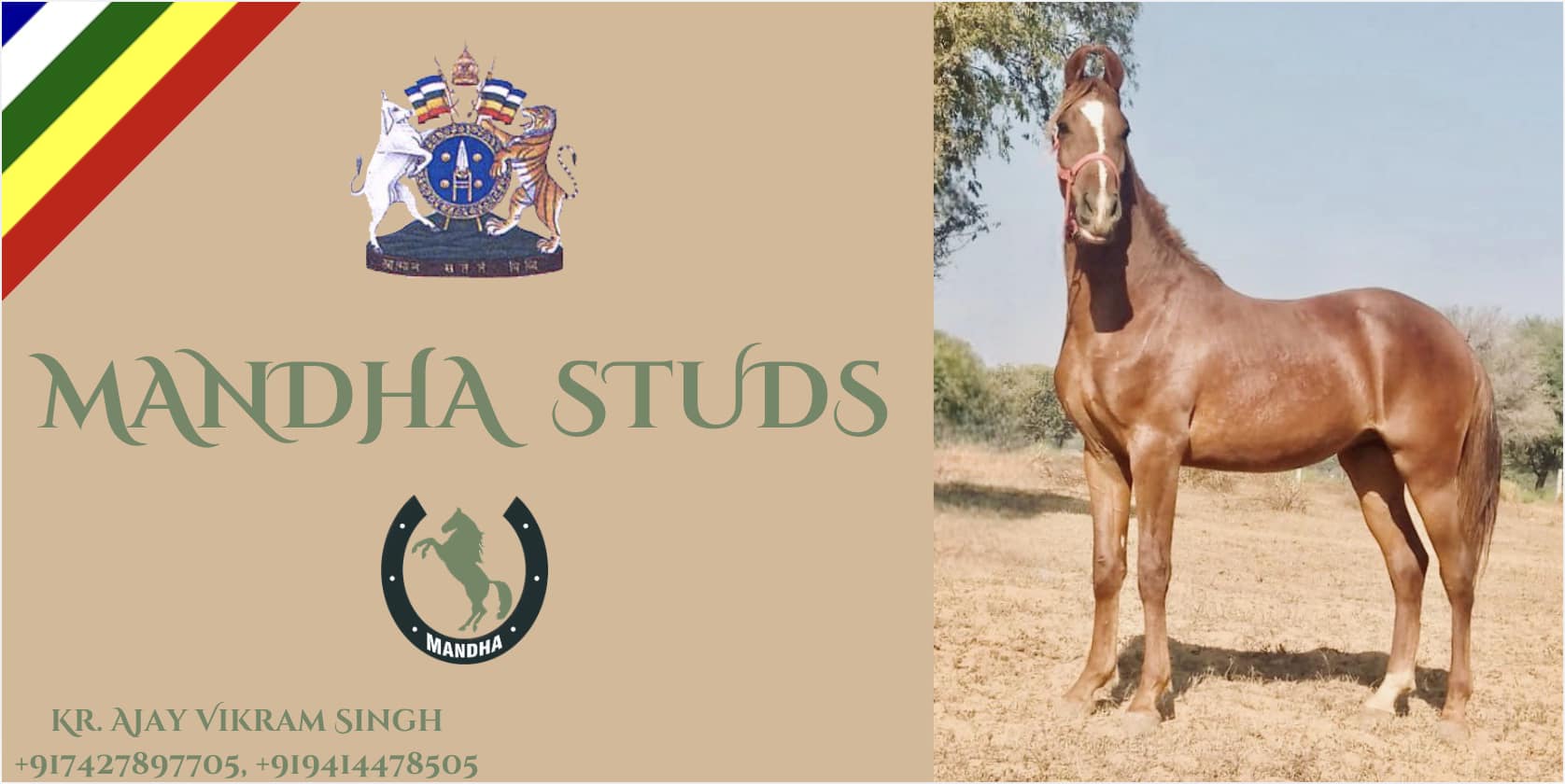 Marwari Horse Safari India