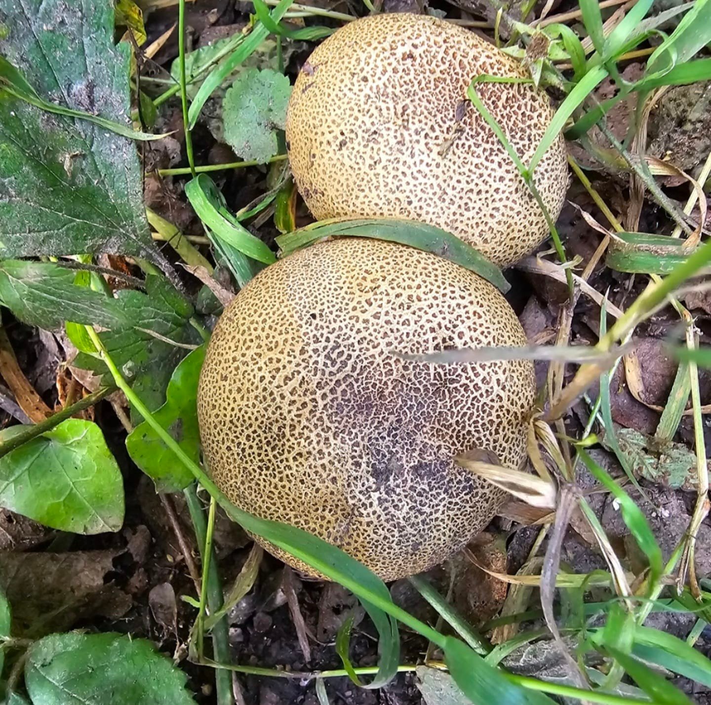 Earthball, Scleroderma citrinum, West Woods today, really shows