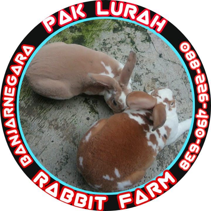 OMG ‼️ 😱 A baby rabbit lay sprawled there #rabbitrescue | Pak Lurah