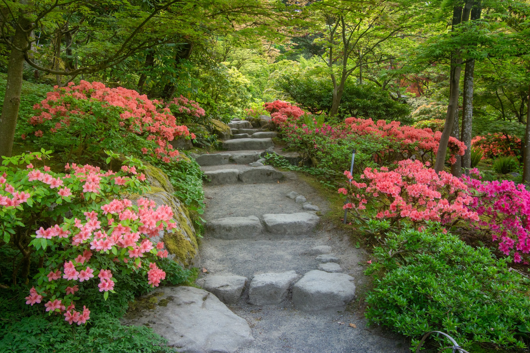 Seattle's Japanese Garden blooms with wisteria and azaleas