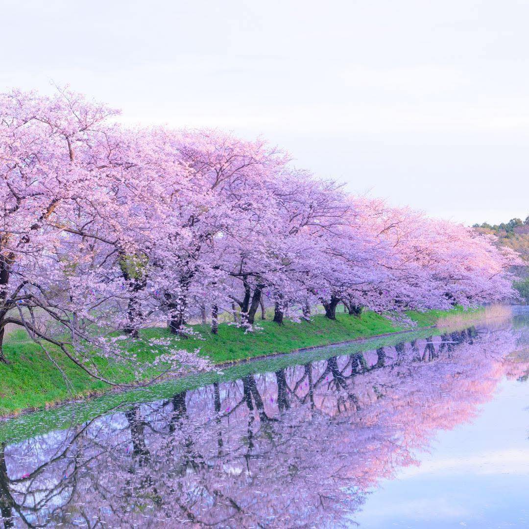🌸Fukuokazeki Cherry Blossoms🌸 There's nothing quite like the