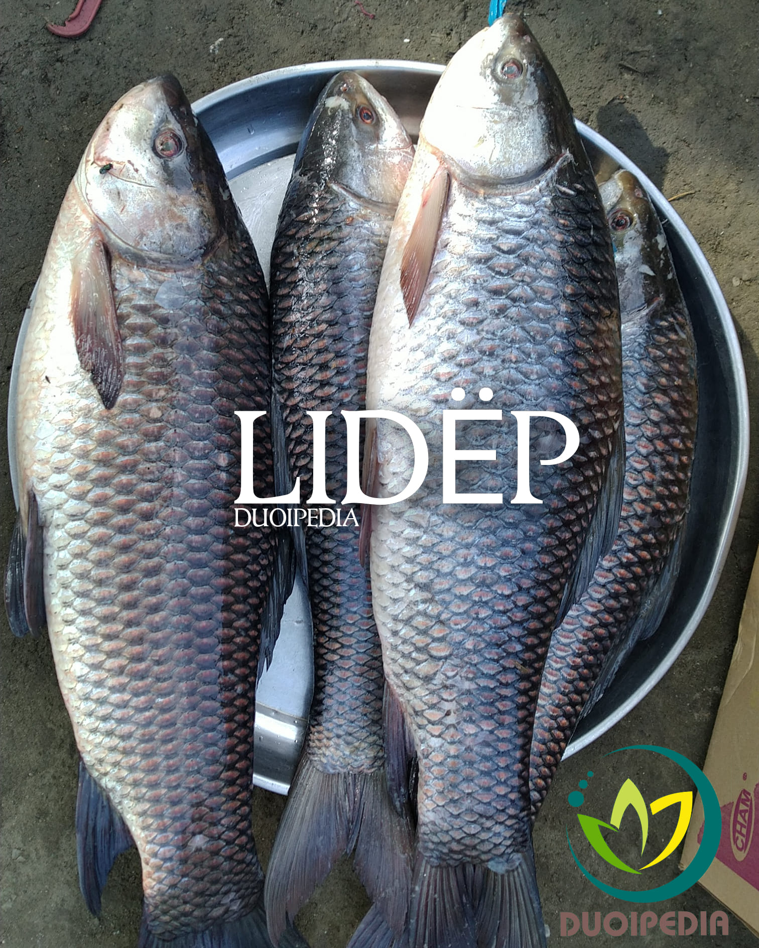 DUOIPEDIA - 📌 Ano ang masarap na luto sa isdang ito?... | Facebook