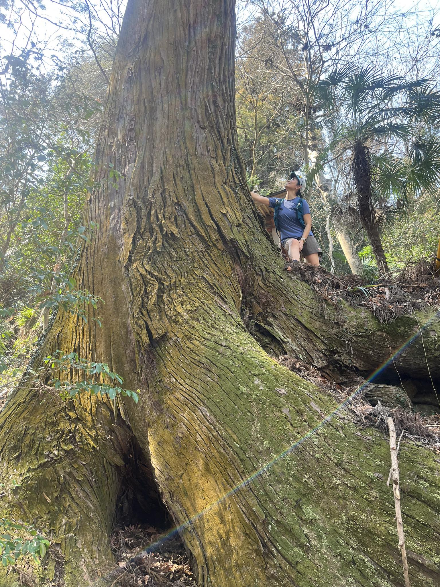 An Ancient Japanese cedar or Sugi (Cryptomeria japonica)