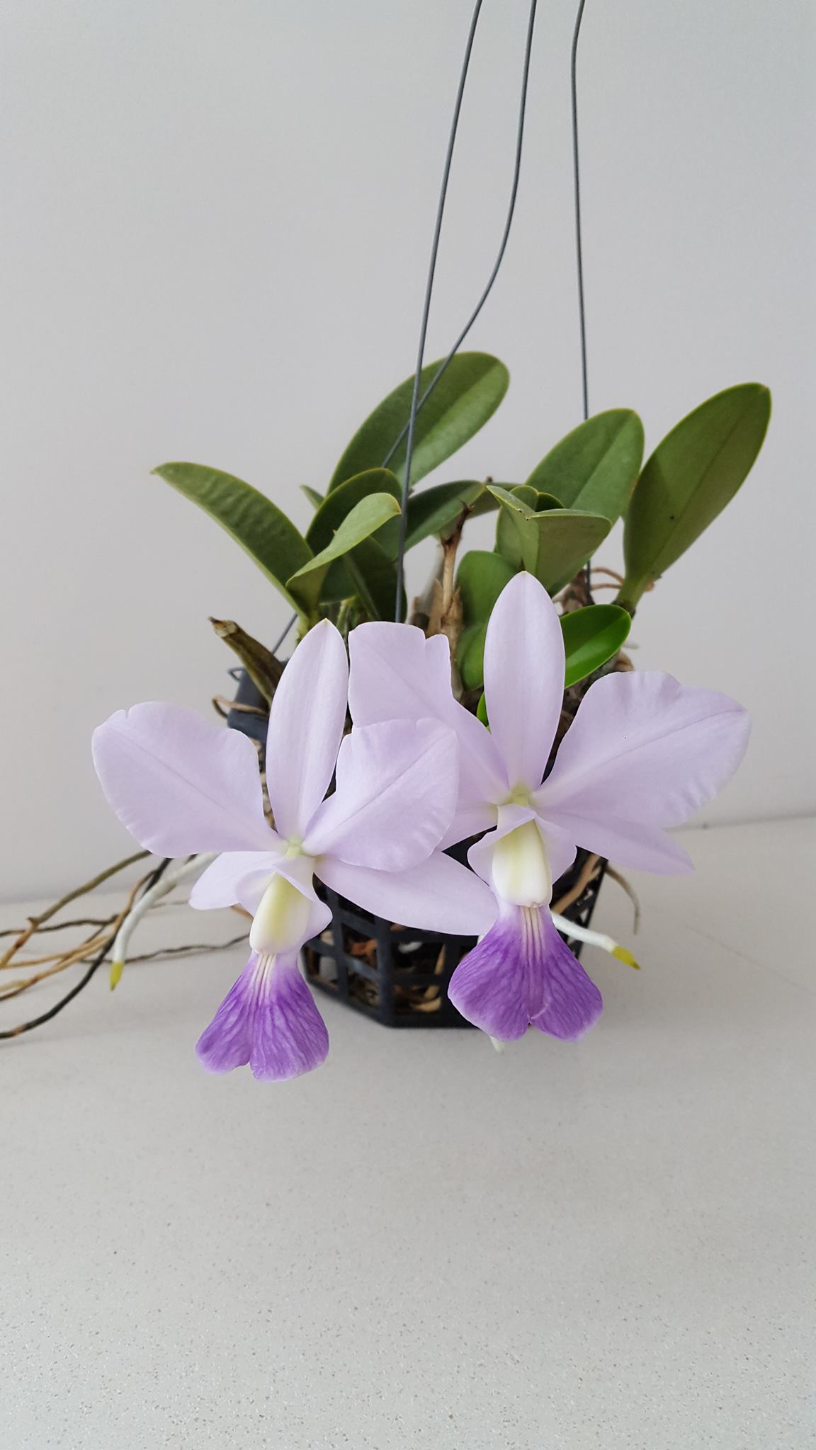 Cattleya walkeriana f.aquinii 'Gifu' (MC) in full bloom. Fragrant