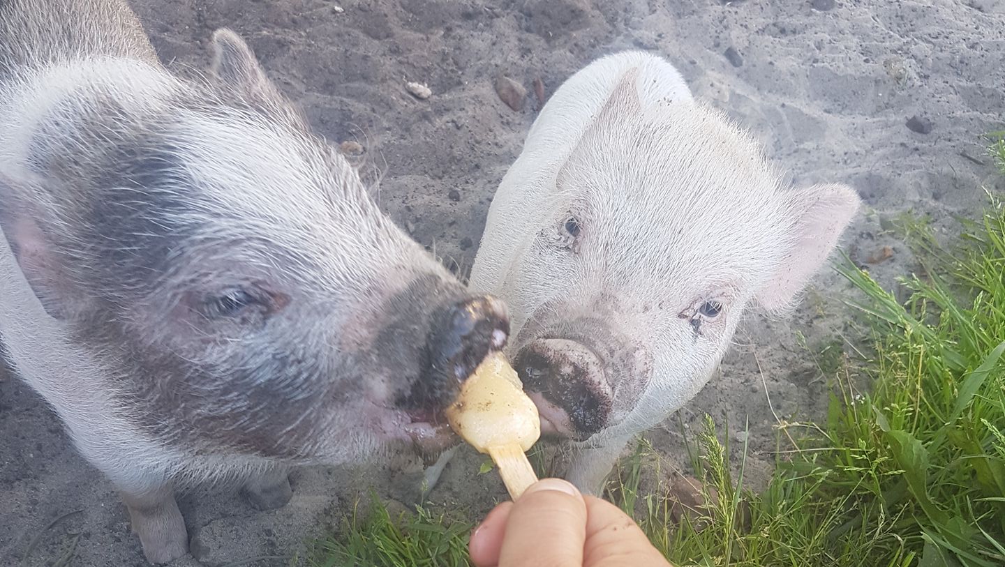 micro/mini varkens | 🐷 ️ Even een vraagje voor de ervaren ...