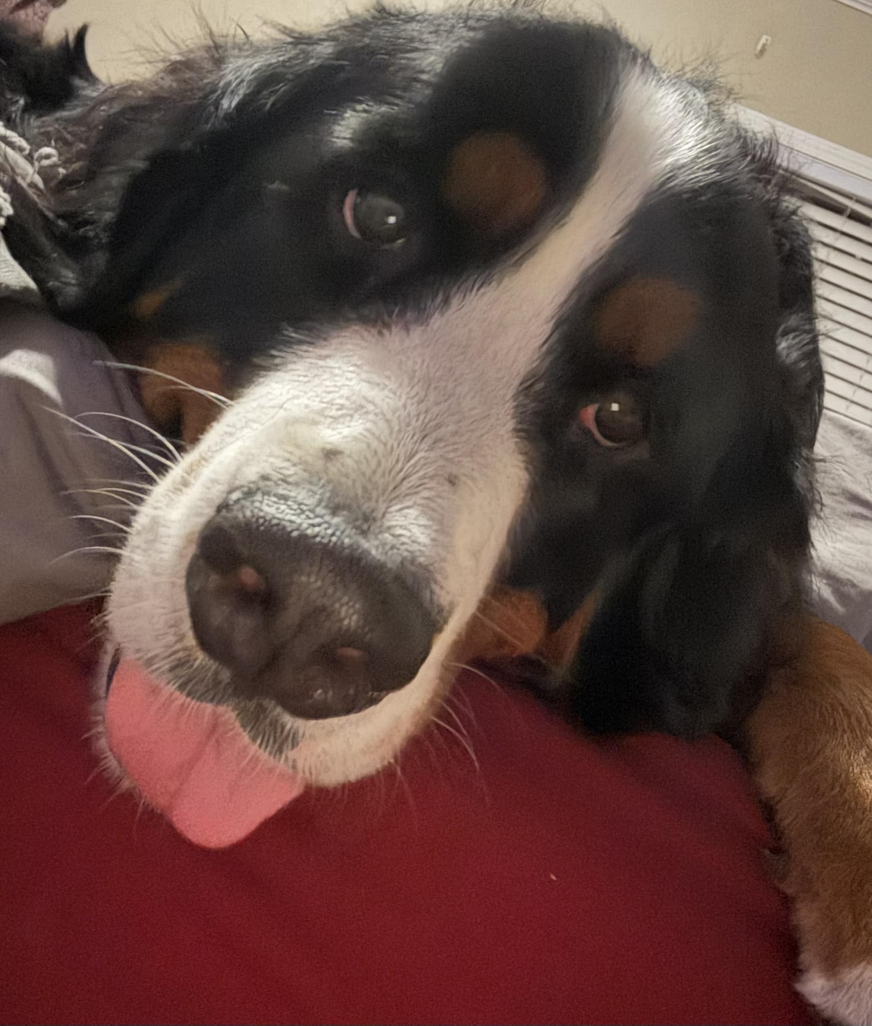 Is it safe for my dog to eat ranch dressing?