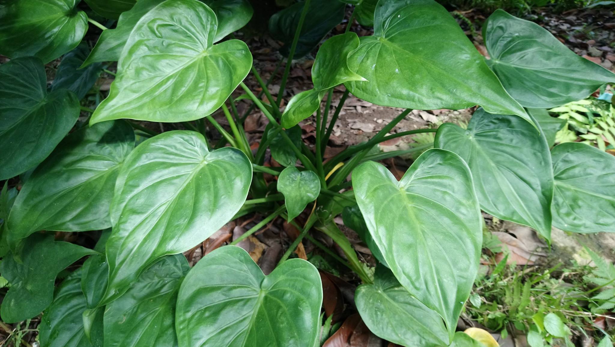 Homalomena sp. 'Green' from West Java!