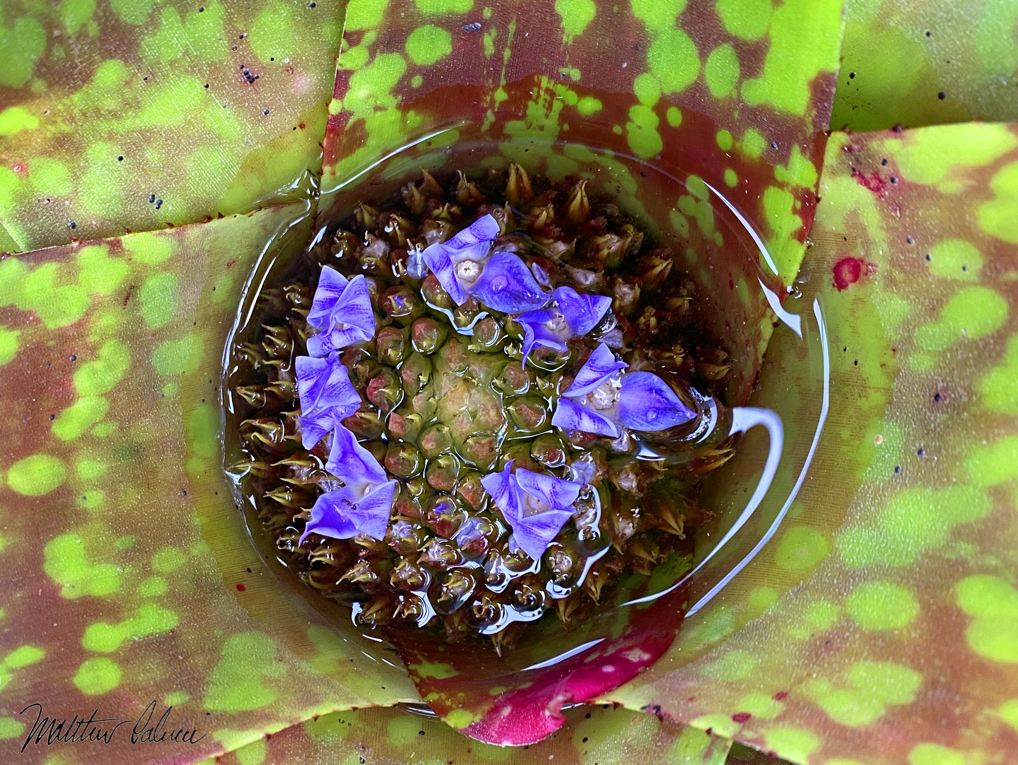 Neoregelia 'Hyena' bromeliad from Otto Bromeliads