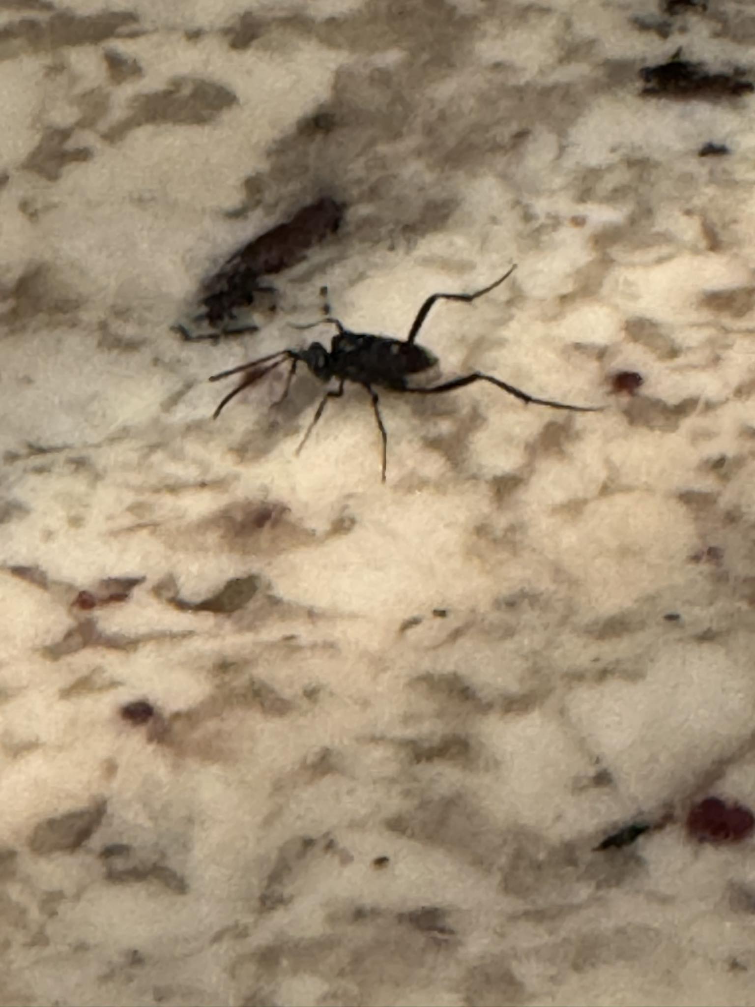 What is it? I'm finding them all over my house. McKinney, Tx.
