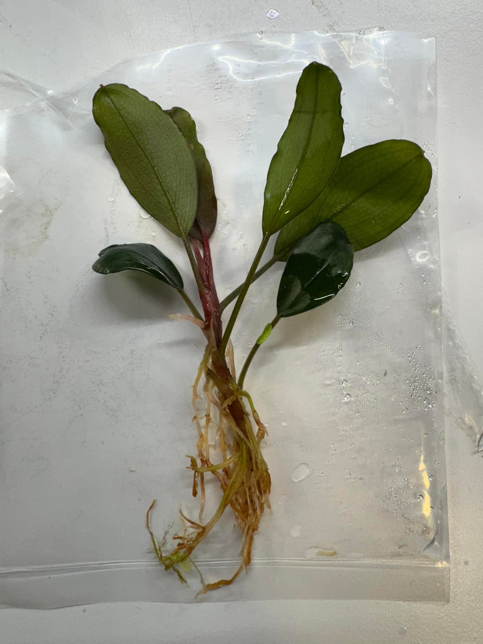 What are these mystery bucephalandra plants?