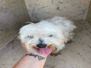 Pet status This pet is being held at Palm Beach County Animal Care ...