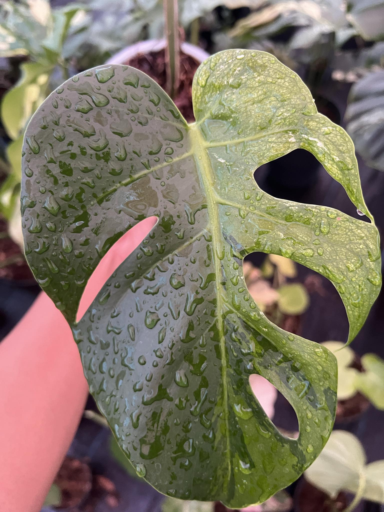 Monstera mint / green On green ?