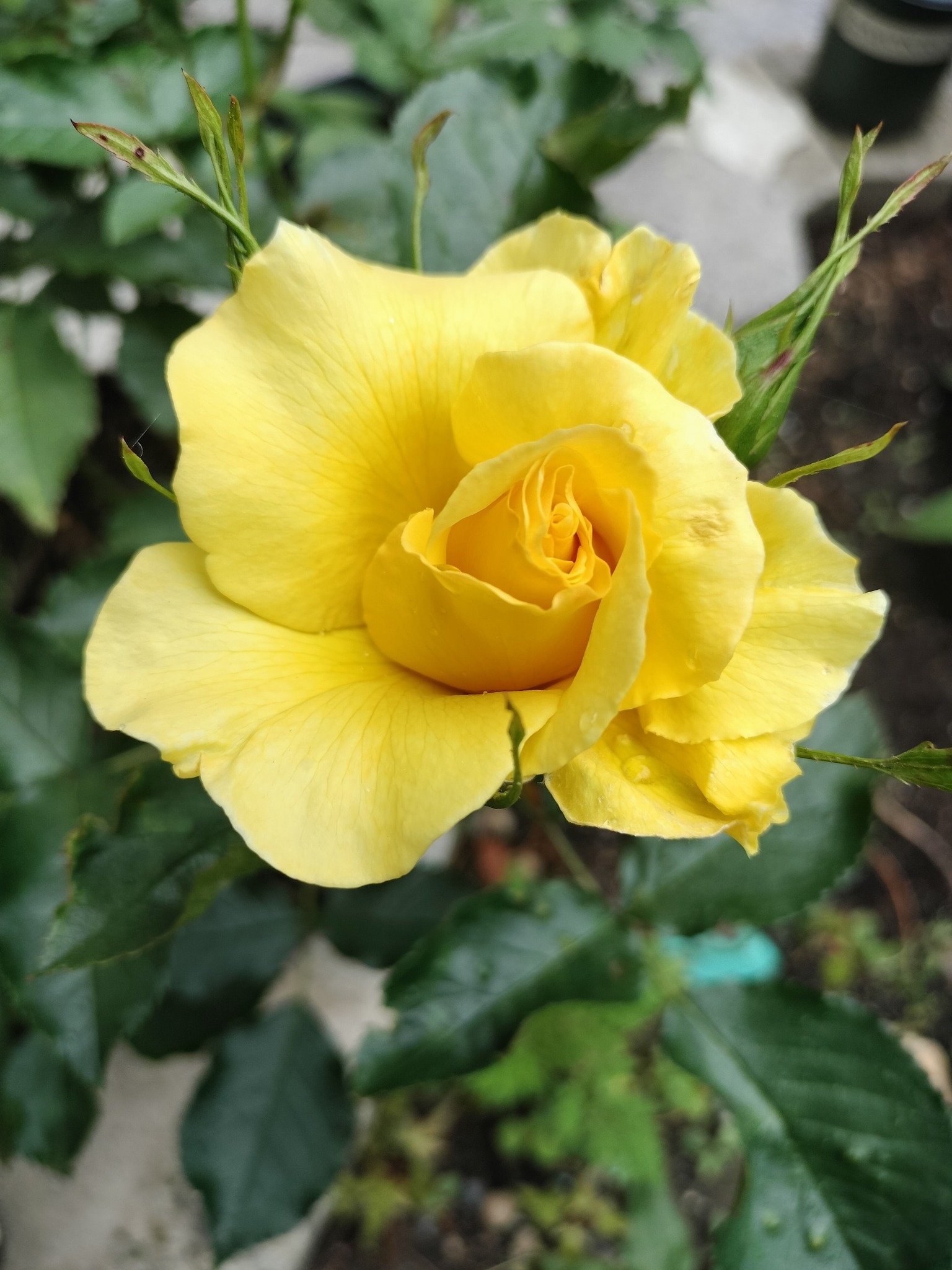 $50 • Large Arborose® Florentina Own Roots Potted Rose Plant This large ...