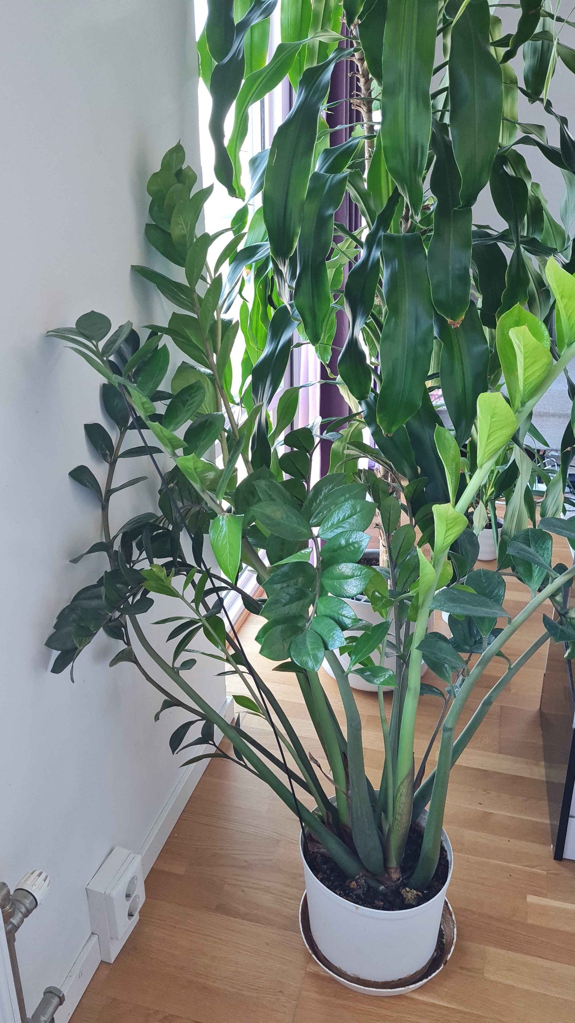 Växt - Artificial Plants & Flowers - Malmö, Sweden | Facebook ...