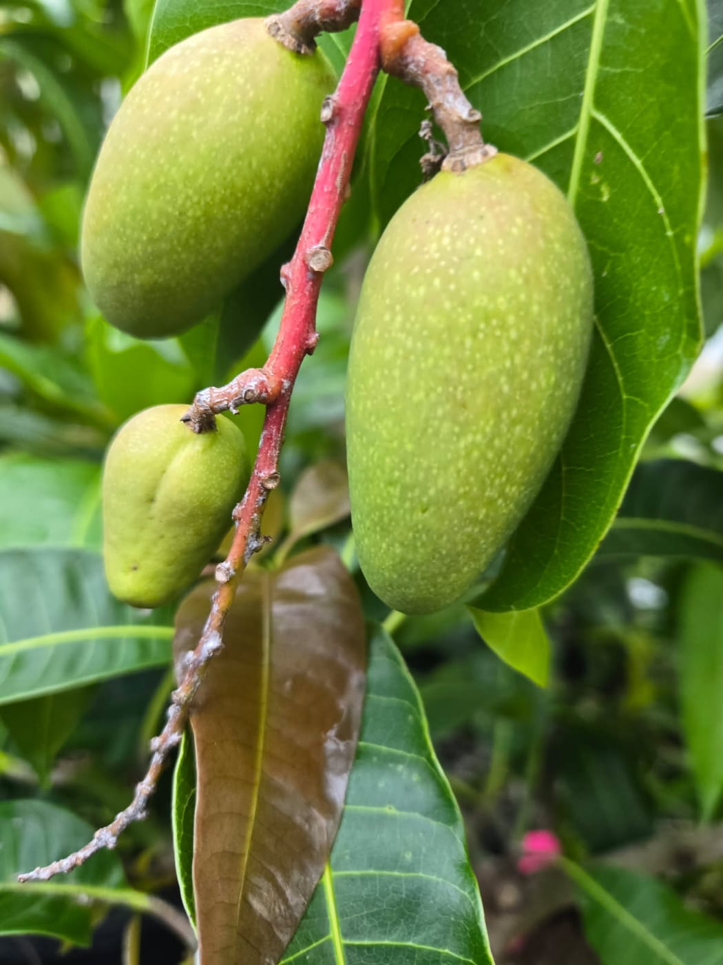 Mango様確認用 What is the identification of this mango?