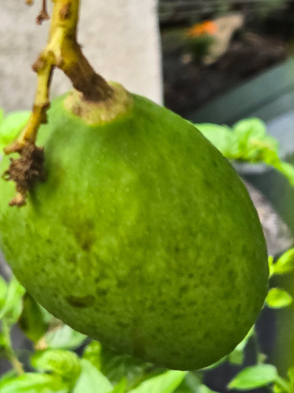 What is the ID of my mango?