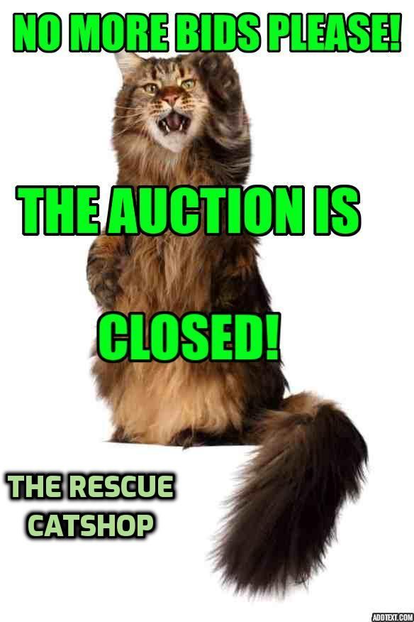 The Rescue Catshop | The Rescue Catshop's September Auction for A Home ...