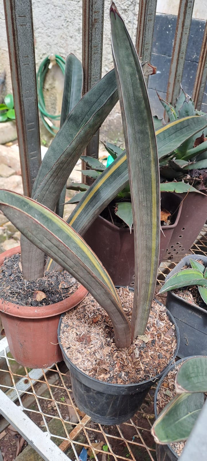 Sansevieria Super Star x Suffruticosa Variegated. Ready for