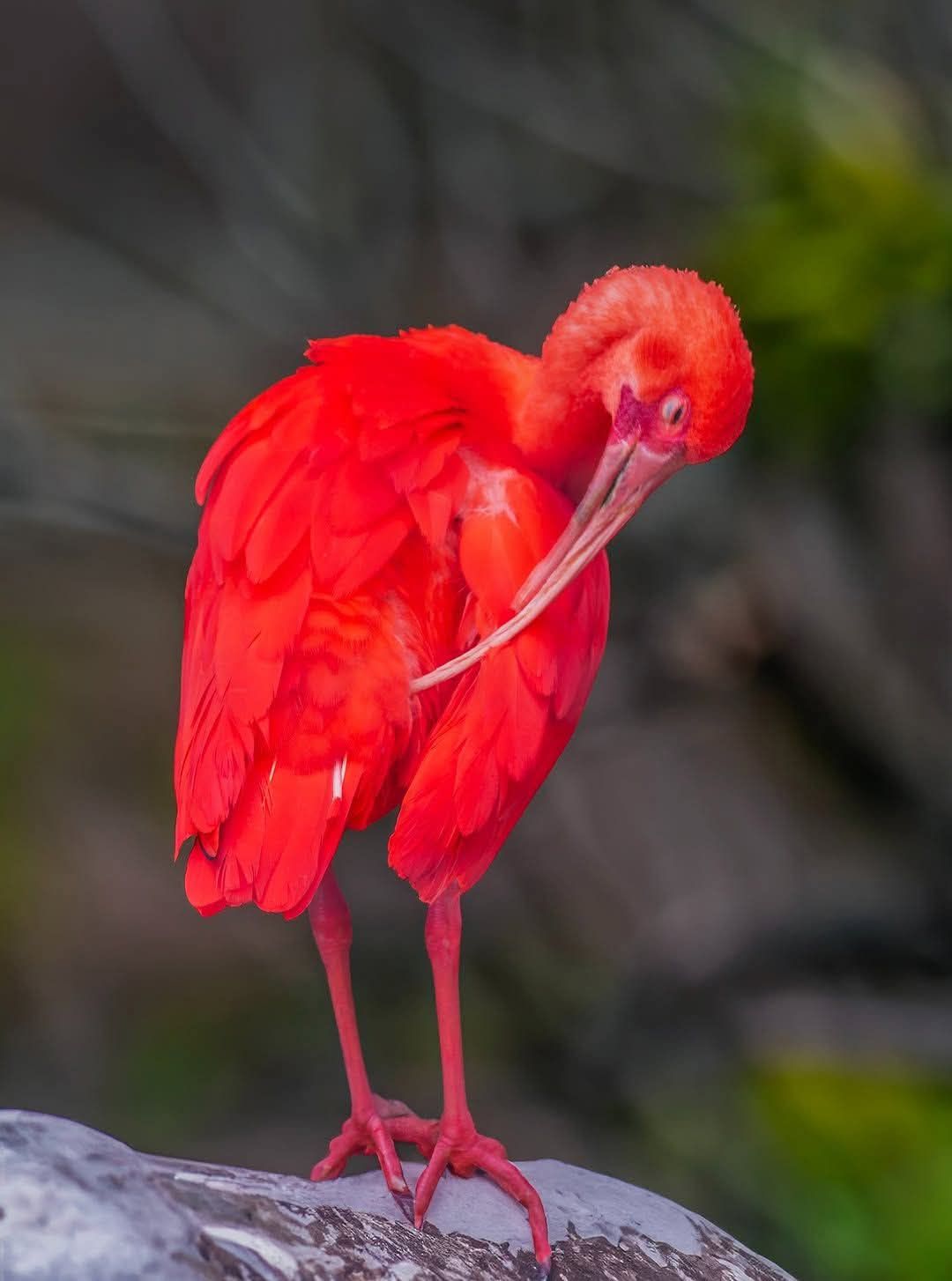 IBIS ROUGE ❤️ Lors de votre visite au Parc, observez cet oiseau
