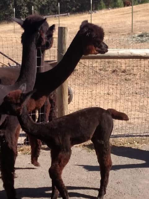 SoCalpaca - Alpaca Owners in Southern California | CRIA SHEARING NOW on ...