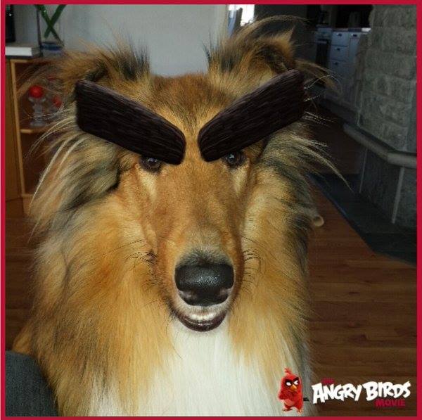 Angry Birds - Let's see how far you can take your #Angrify...
